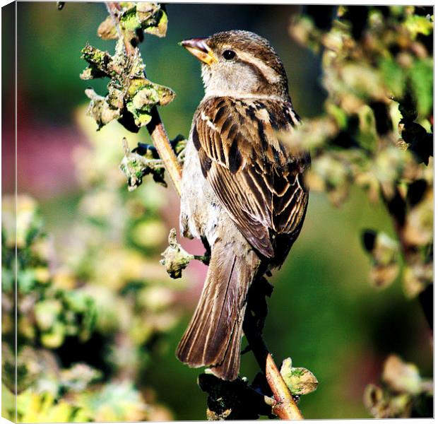 House Sparrow Passer domesticus Canvas Print by Terri Waters