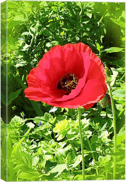 The Scarlet Poppy Canvas Print by Terri Waters