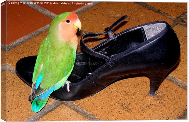 Cinderella Pickle Canvas Print by Terri Waters