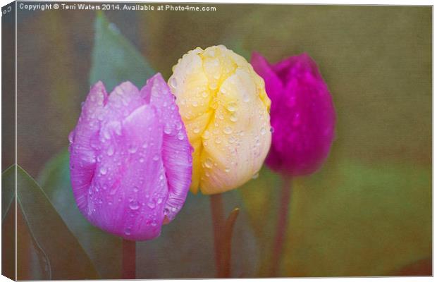 Rainy Day Tulips Canvas Print by Terri Waters