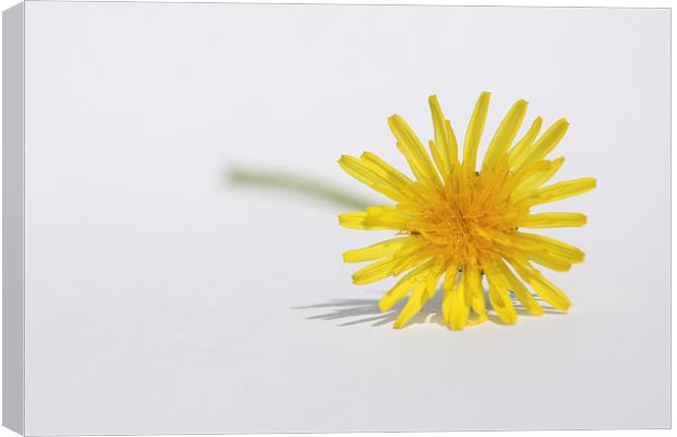 Yellow Dandelion Taraxacum Canvas Print by Terri Waters