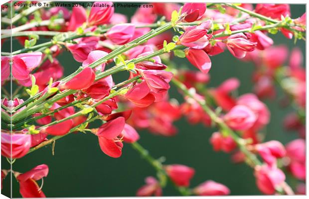 Red Broom - Cytisus X Praecox Hollandia Canvas Print by Terri Waters