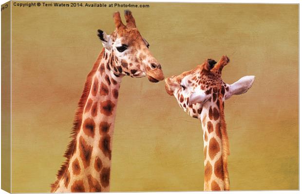   Je T'aime Giraffes Canvas Print by Terri Waters