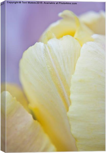  Cream Tulip Canvas Print by Terri Waters