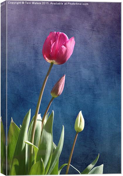  Tulips Canvas Print by Terri Waters