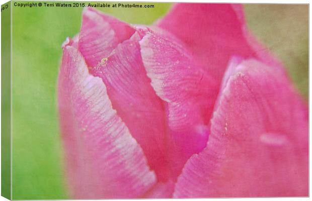  Pink Tulip Textured Canvas Print by Terri Waters