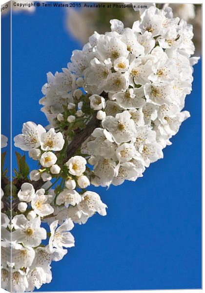  Cherry Blossom Canvas Print by Terri Waters