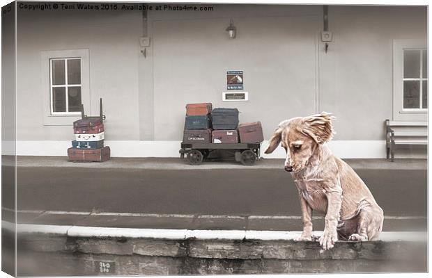 Station Puppy Canvas Print by Terri Waters