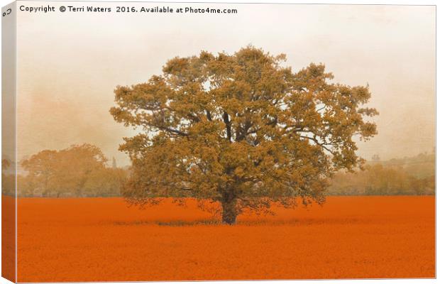 Autumn Tree In A Field Of Orange Canvas Print by Terri Waters
