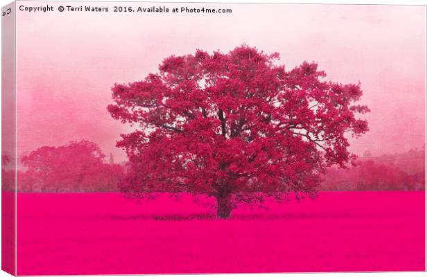 Hot Tree In A Field Of Pink Canvas Print by Terri Waters