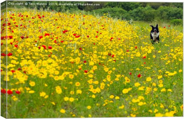 This Is Fun Canvas Print by Terri Waters