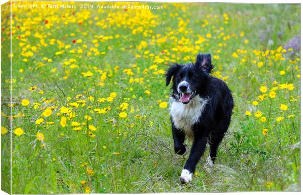 Happy Dog Canvas Print by Terri Waters