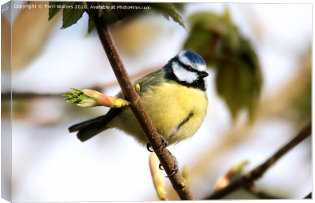 Blue Tit in Spring Canvas Print by Terri Waters