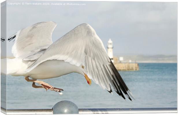 St Ives Seagull Canvas Print by Terri Waters