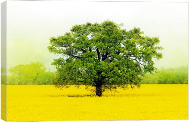 Tree in a Field of Gold Canvas Print by Terri Waters