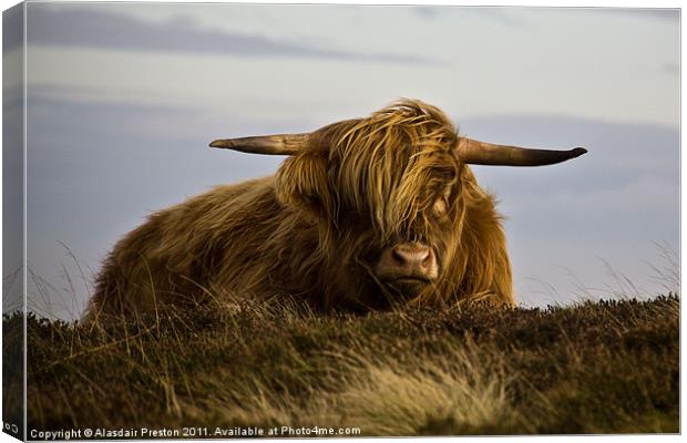 Windswept Highland Cow Canvas Print by Alasdair Preston