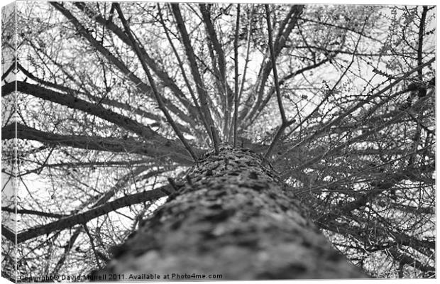 Tree From Below Canvas Print by David Murrell