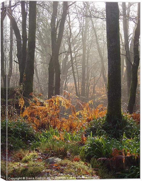 Wet ferns & misty forest walk Canvas Print by DEE- Diana Cosford