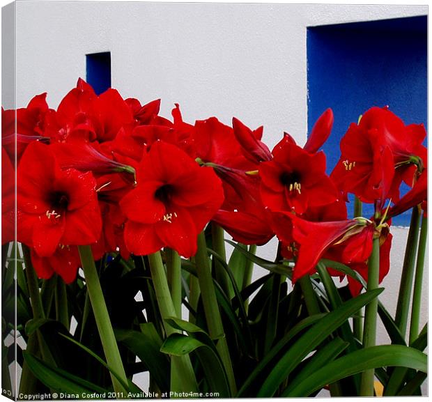 Red Amaryllis Canvas Print by DEE- Diana Cosford