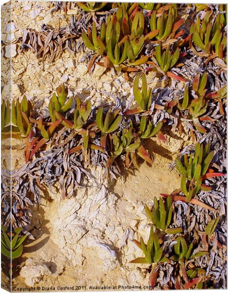 Wild plant, Greek Island Canvas Print by DEE- Diana Cosford
