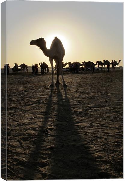 Lone camel silhouette, long shadows Canvas Print by DEE- Diana Cosford