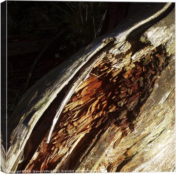 Bark of fallen tree Canvas Print by DEE- Diana Cosford