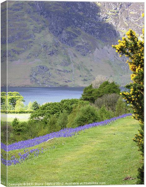Bluebells, Rannerdale Cumbria Canvas Print by DEE- Diana Cosford