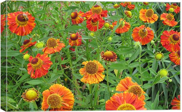 Bright orange flowers with honey bees Canvas Print by DEE- Diana Cosford