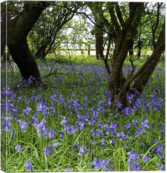 Bluebell Wood, Cranfield Canvas Print by DEE- Diana Cosford