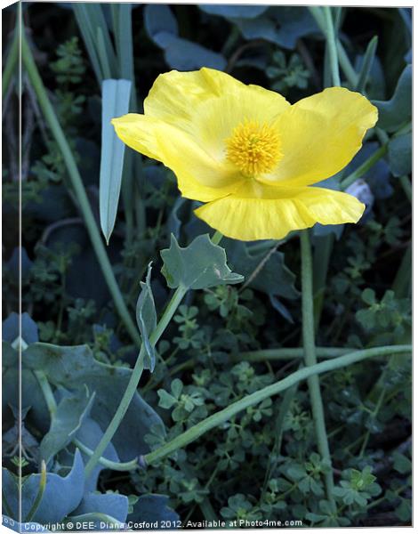 Yellow Poppy Canvas Print by DEE- Diana Cosford