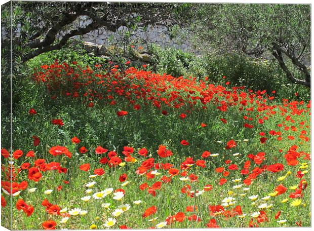 Poppies in Olive Grove Canvas Print by DEE- Diana Cosford