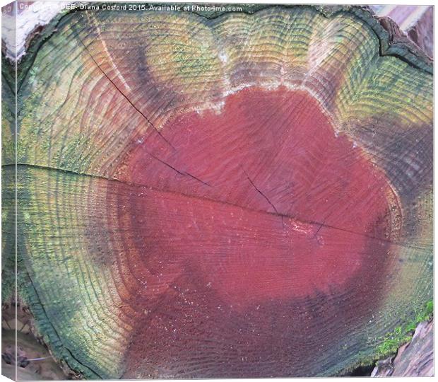 Colours of felled tree  Canvas Print by DEE- Diana Cosford