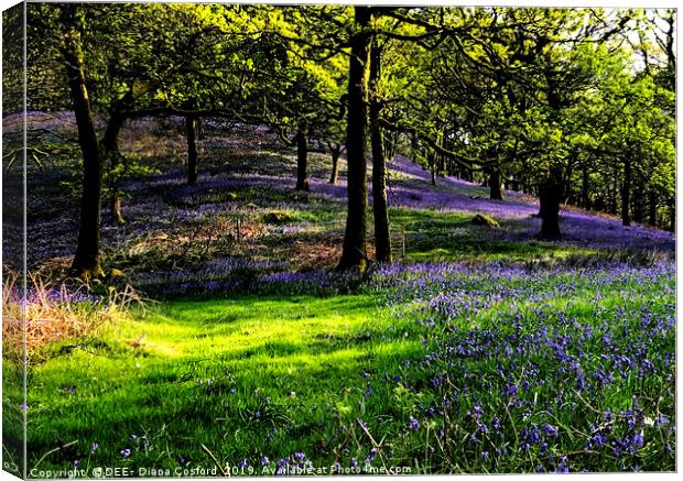 Bluebell Woods Cumbria, idyllic setting. Canvas Print by DEE- Diana Cosford