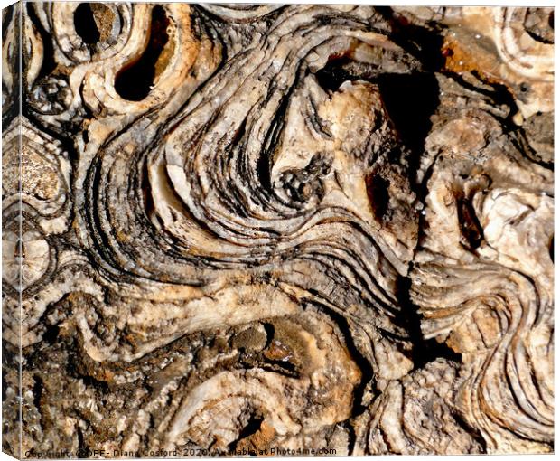 Coastal rock platform, fossilised & eroded. Mallor Canvas Print by DEE- Diana Cosford