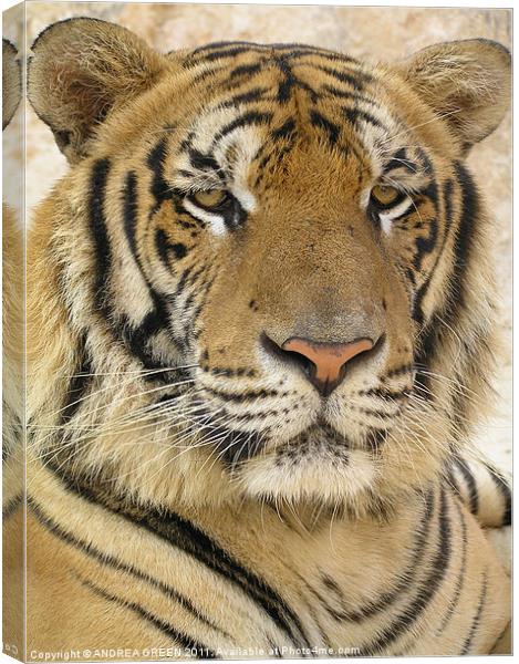 MAJESTIC TIGER Canvas Print by ANDREA GREEN
