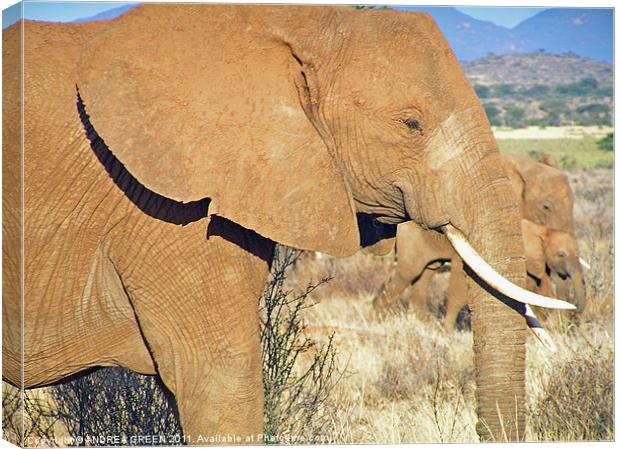 AFRICAN ELEPHANT ON THE MASAI MARA Canvas Print by ANDREA GREEN