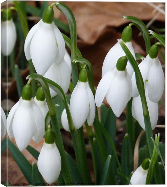 snowdrops Canvas Print by karen grist