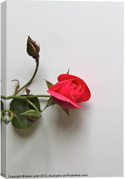 Single Rose Canvas Print by karen grist