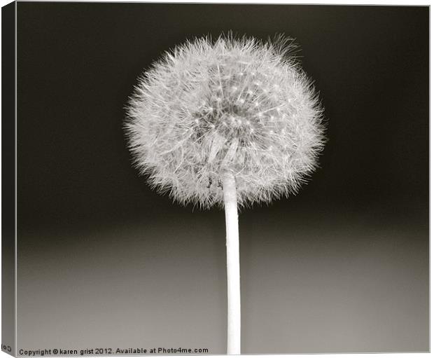 Dandelion seeds Canvas Print by karen grist