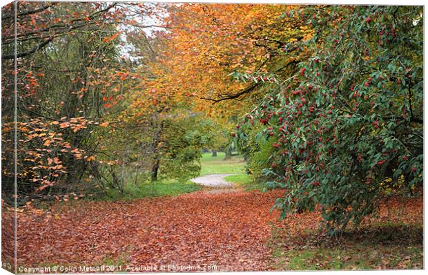 Autumn Walk Canvas Print by Colin Metcalf