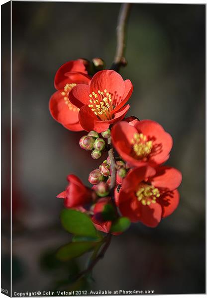 Red Flowering Quince Canvas Print by Colin Metcalf
