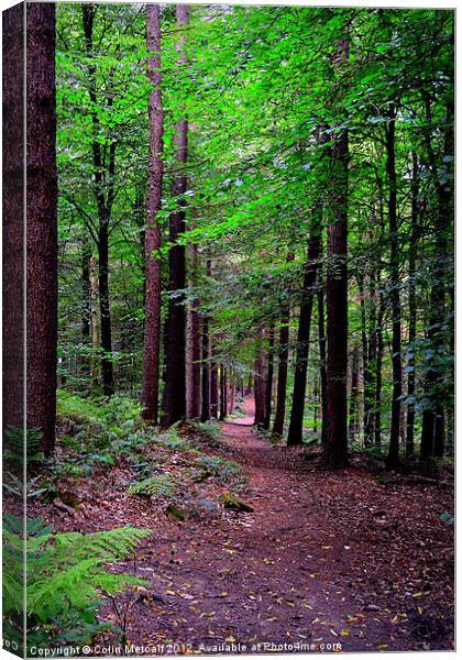 Forest Walk Canvas Print by Colin Metcalf