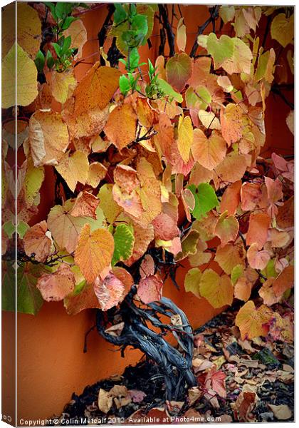 Autumn Vine Canvas Print by Colin Metcalf