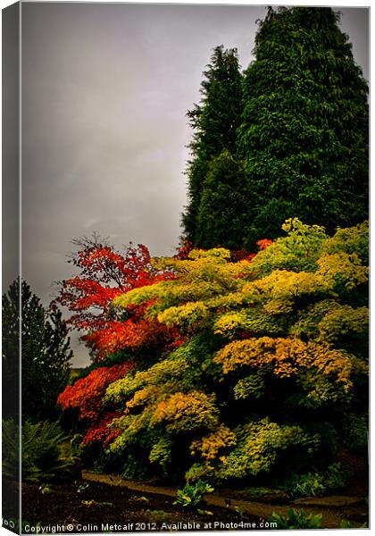 Autumn Colour at Harlow Carr Canvas Print by Colin Metcalf