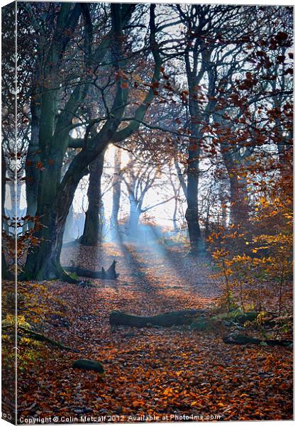 Chevin Forest Park #2 Canvas Print by Colin Metcalf