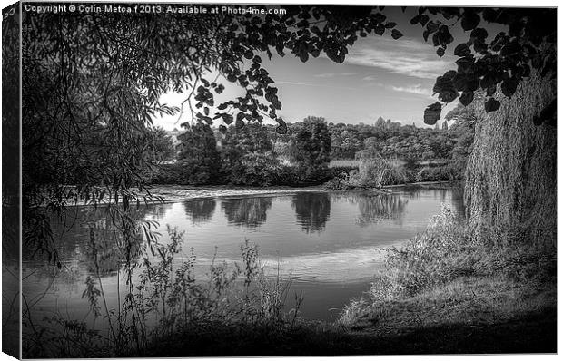 Through the Willows in Mono Canvas Print by Colin Metcalf