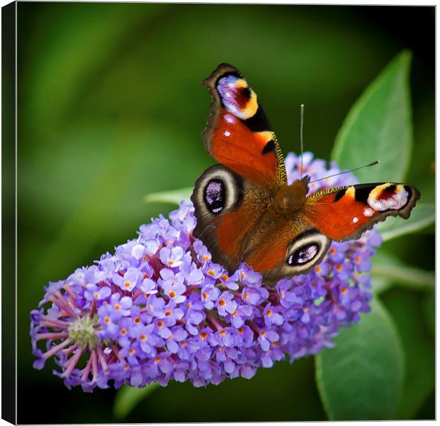  Peacock Butterfly on Buddleia. Canvas Print by Colin Metcalf