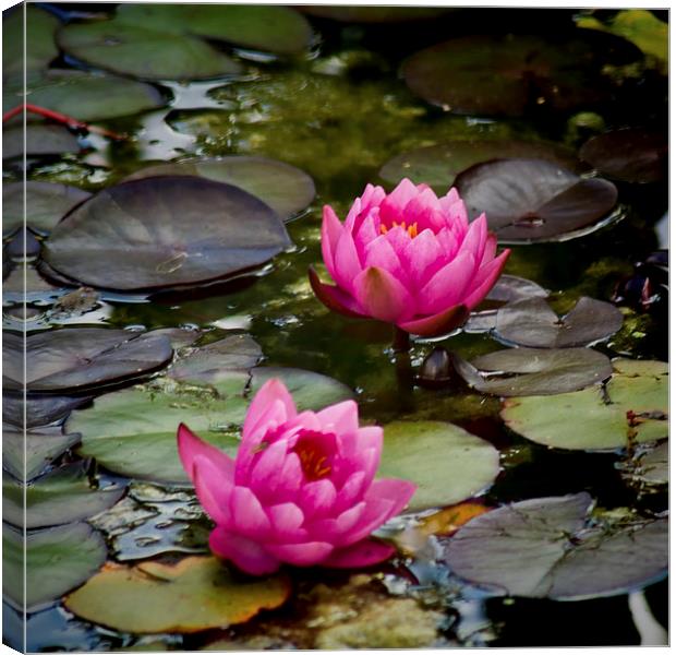  Pink Water Lilies Canvas Print by Colin Metcalf