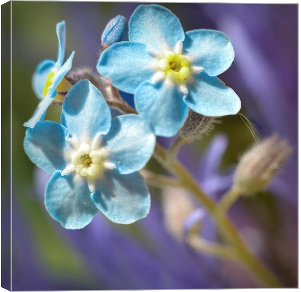  Forget me Not Canvas Print by Colin Metcalf
