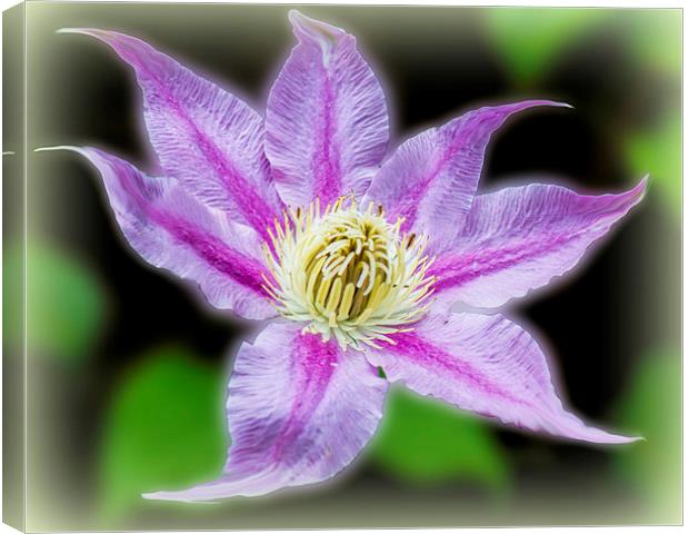  Clematis Surrealii Photoshopius Canvas Print by Colin Metcalf